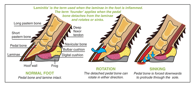 horsewyse-magazine-laminitis-founder