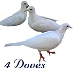 White Ring Neck Dove (4)