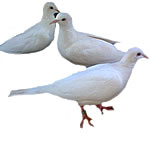 White Ring Neck Dove