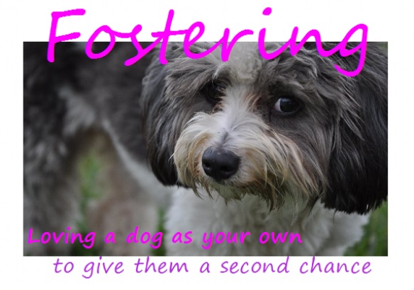 fostering dogs