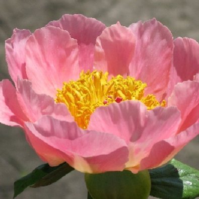 Hollingsworth Peonies - Coral Scout
