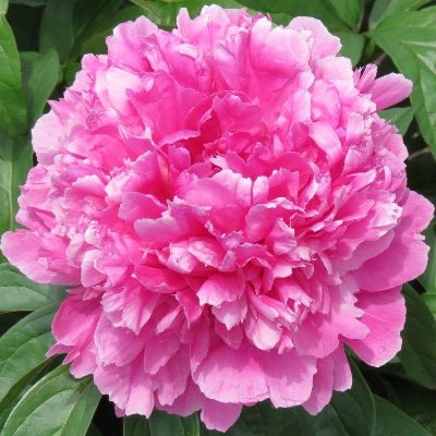 Hollingsworth Peonies - Dayton