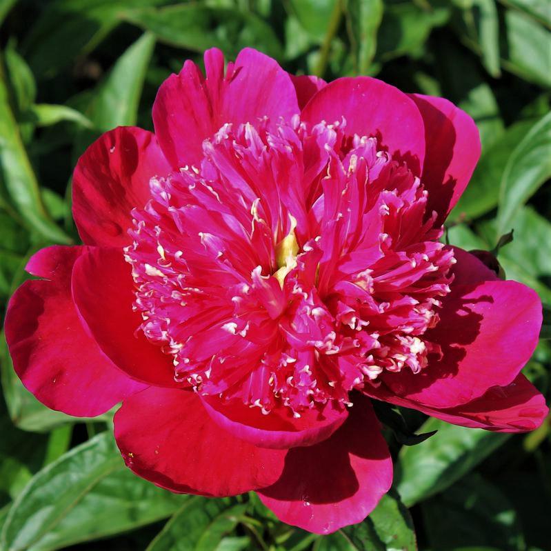 Hollingsworth Peonies - Ada Niva