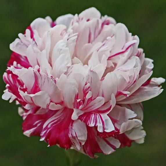 Peony Roots Bush Perennial Scented Candy Stripe Bouquets Hardy Flower Pink Plant