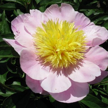 Hollingsworth Peonies - Nippon Gold