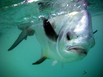 Fly fishing for permit...under water release pic