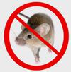 Professional Rodent Repellent