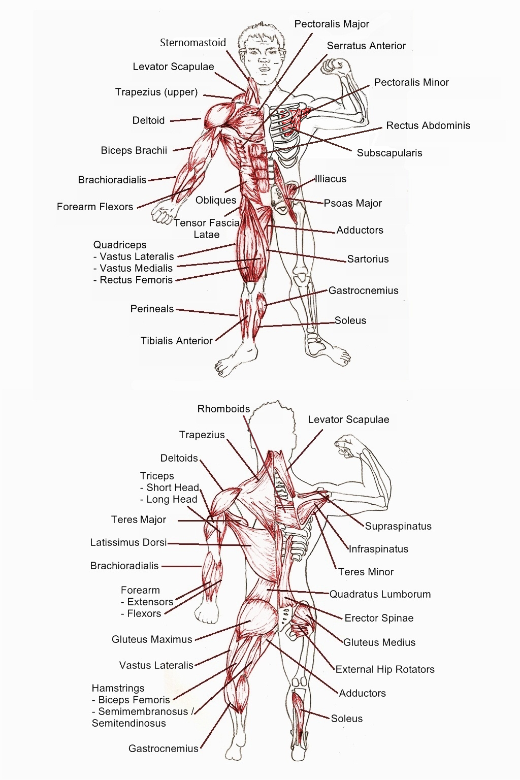 Human Muscle Anatomy Diagram
