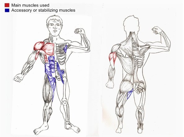 muscles used in push ups