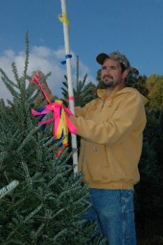 Choose and Cut Christmas Trees