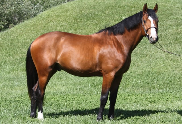 Jesting - 2007 Jadalco stallion