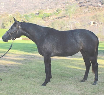 Jolita - 2013 mare by Jesting out of a Landcolt mare