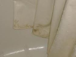 Mould on Shower Curtain