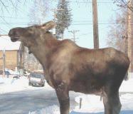 Bull Moose on the church sidewalk