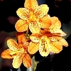Freckle Face Blackberry Lily