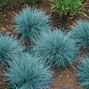 Cool As Ice Blue Fescue Grass