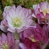 Peppermint Ice Hellebore
