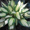 Vulcan Plantain Lily