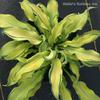Ripple Effect Plaintain Lily