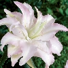 Miss Lily Oriental Lily