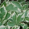 Variegated Five Leaf Aralia