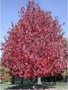 Autumn Fantasy Red Maple