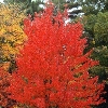 Autumn Blaze Maple Clump