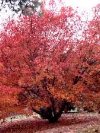 Red November Amur Maple