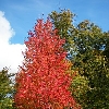 Embers Red Maple