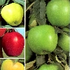5 in 1 apple trees