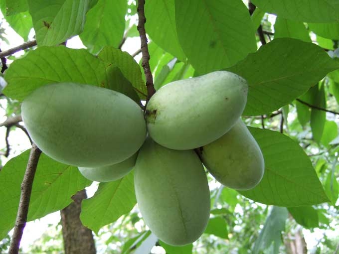 Canadian fruit trees for sale