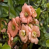 Cameo Flowering Quince