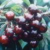 Prairie Cherries