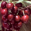Cherry fruit trees