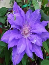 Countess of Lovelace Clematis