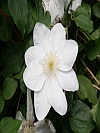 Madame Le Coultre Clematis