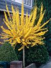 Lynwood Gold Forsythia Treeform