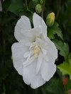 White Pillar Rose of Sharon
