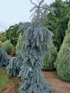 'The Blues' Weeping Blue Spruce