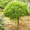 Hortsford Dwarf White Pine Treeform