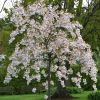 Miyako Flowering Cherry