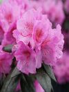 Black Hat Rhododendron