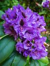 Florence Parks Rhododendron
