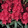 Trocadero Rhododendron