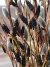 Black Pussy Willow