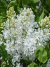 New Age White Lilac