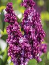 Virtual Violet Lilac
