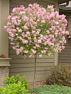 Bloomerang Pink Perfume Lilac Treeform