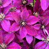 Picardy Clematis