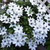 Vancouver Fragrant Star Clematis
